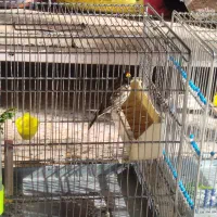 سهره قناری|پرنده|رباط‌کریم, شهرک صنعتی ده‌حسن|دیوار