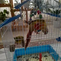 طوطی برزیلی دو عدد جفت