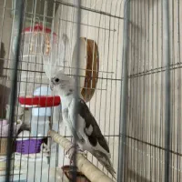 عروس ماده
