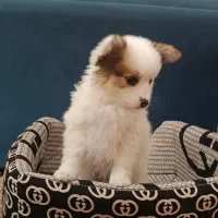 سگ پامرین خرسی|سگ|مرودشت, ثبت احوال|دیوار