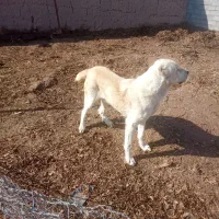 سگ الابایی|سگ|رادکان, |دیوار