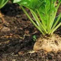 فروش ۱۵۰ تن چغندر