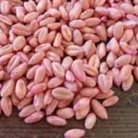 گندم ابی پیشگام