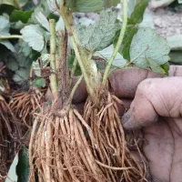 توت فرنگی ترخون نعنا