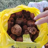 دنبلان|خوردنی و آشامیدنی|ارس, |دیوار