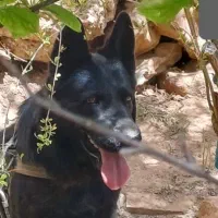 واگذاری ماده ژرمن اصل|سگ|فردیس, منظریه|دیوار