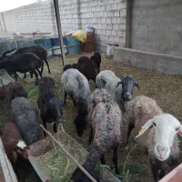 ۴ جفت میش و ۶ تا بره