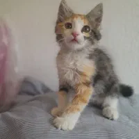 بچه گربه...دوماه