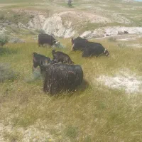 بزو بیگ روزگاری جفتی ۵۰