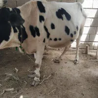 گاو اینوبی جرسی