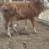 سیمیتال کله سفید اصل ماده.