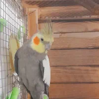 عروسهلندی|پرنده|ساوه, |دیوار