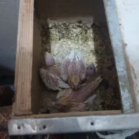 جوجه عروس ۲ هفته ای