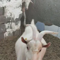 نر بز سانن|حیوانات مزرعه|بیرجند, |دیوار