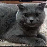 حراج گربه های عقیم شده اسکاتیش