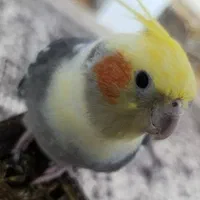 با سلام یک عدد عروس هلندی گم شده منظریه محله 36