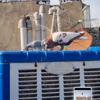 کبوترافغانی سرخ نرقیمت بلاس