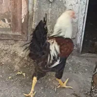 خروس لاری جوان