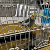 جفت عروس هلندی نر و ماده|پرنده|تهران, دربند|دیوار