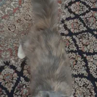 فروش گربه ماده پرشین اسکاتیش|گربه|لنگرود, |دیوار