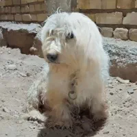 سگ نژاد شیتزو