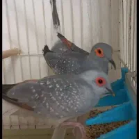 یاکریم   (گمشده)