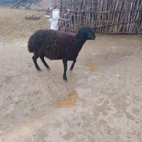 یک عدد قره قزل سالم