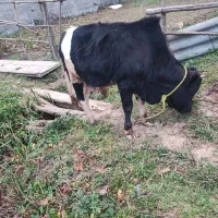 ورزا کوله چالوسی