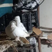 کبوتر تزئینی وپرشی