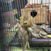 طوطی نر و ماده|پرنده|رشت, یخسازی|دیوار