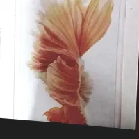 قبل از دیوار و شیپور ترپ ی سربهم نزنی خودت زررکردی