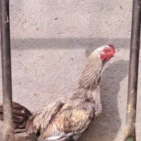 خروس لاری|حیوانات مزرعه|رامند, |دیوار