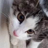 واگذاری گربه