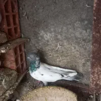 پرشی|پرنده|خان ببین, |دیوار