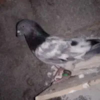 شیخی شرط ساعتی با توقی