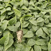 گلخانه وتولید نشا|خدمات باغبانی و درختکاری|کهنوج, |دیوار