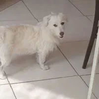 سگ گمشده در نوشهر|سگ|نوشهر, |دیوار