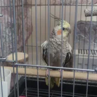 عروس هلندی کاملا دستی و کاملا سالم ۱۰ ماهه