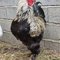 معاوضه حیوانات مزرعه، هماهنگی فقط با شماره تو عکس