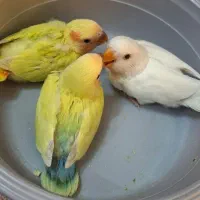 طوطی کوتوله برزیلی سرلاکی مرغ عشق انگلیسی هلندی