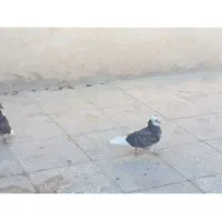 تعدادی کبوتر. سالم تکی یا باهم|پرنده|تهران, فرزانه|دیوار