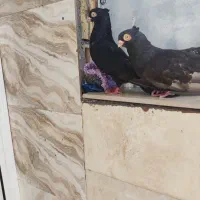 دو جفت زاغ و قهوه ای