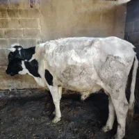 12 عدد گاو آبستن و کل گاو سرحال