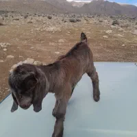 (کهره شیری)ماده|حیوانات مزرعه|خفر, |دیوار