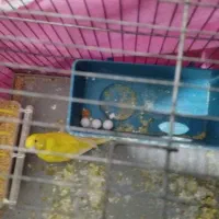 فروش یه جفت مرغ عشق