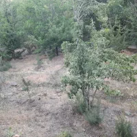 زمین-اجاره-ای-بزرگ-دور-دیوار
