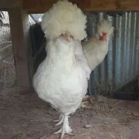 یک جفت سلطان عثمانی وارداتی و کمیاب.