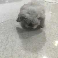 خرگوش لوپ معاوضه با هلندی گرینچیک