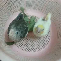 جوجه عروس هلندی سرلاکی ۲۵روزه