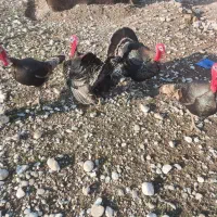 بوقلمون|حیوانات مزرعه|مهران (ایلام), |دیوار